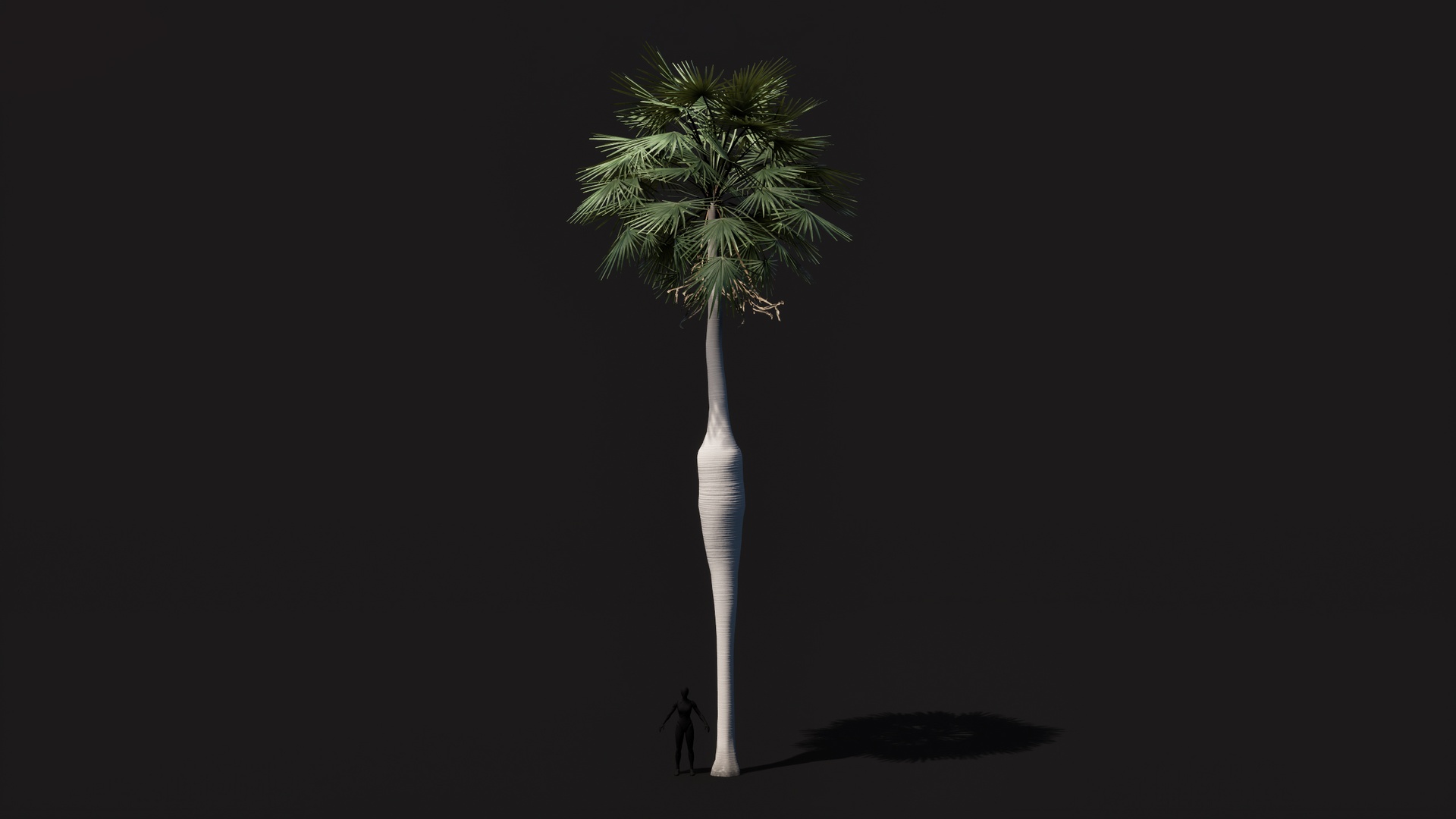 Media 1 for listing Coccothrinax Spissa Palm low poly game ready