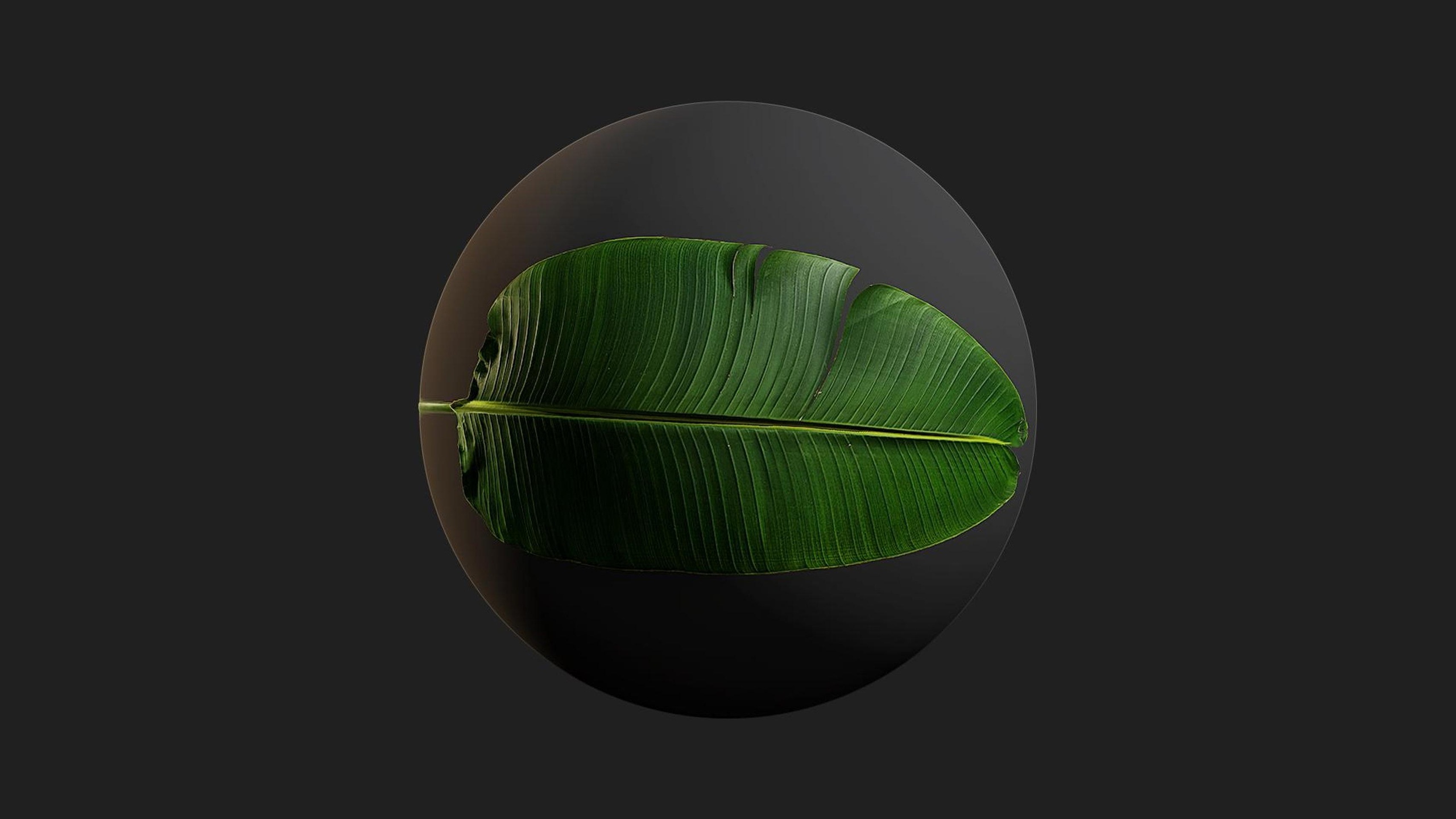 Media 1 for listing Huge Banana Tree Leaf