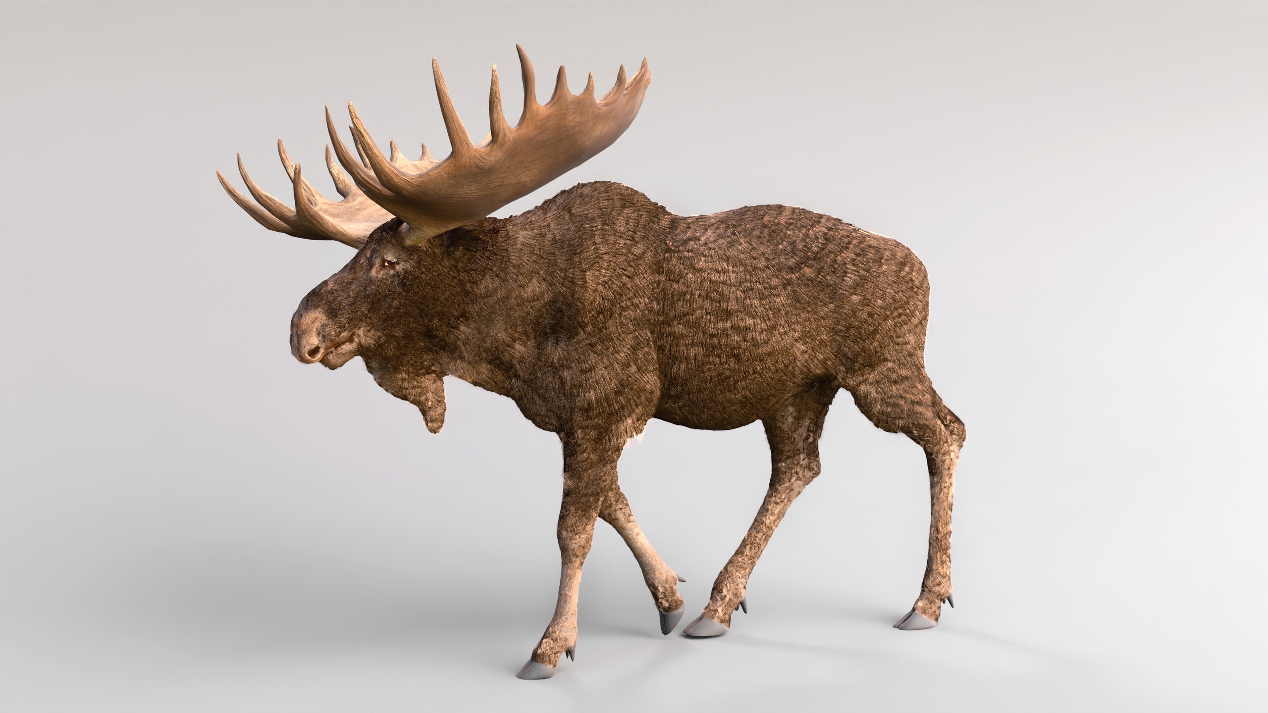 Media 1 for listing Bull Moose – Brown | Massive Wildlife Creature – Game-Ready, Rigged & Animated