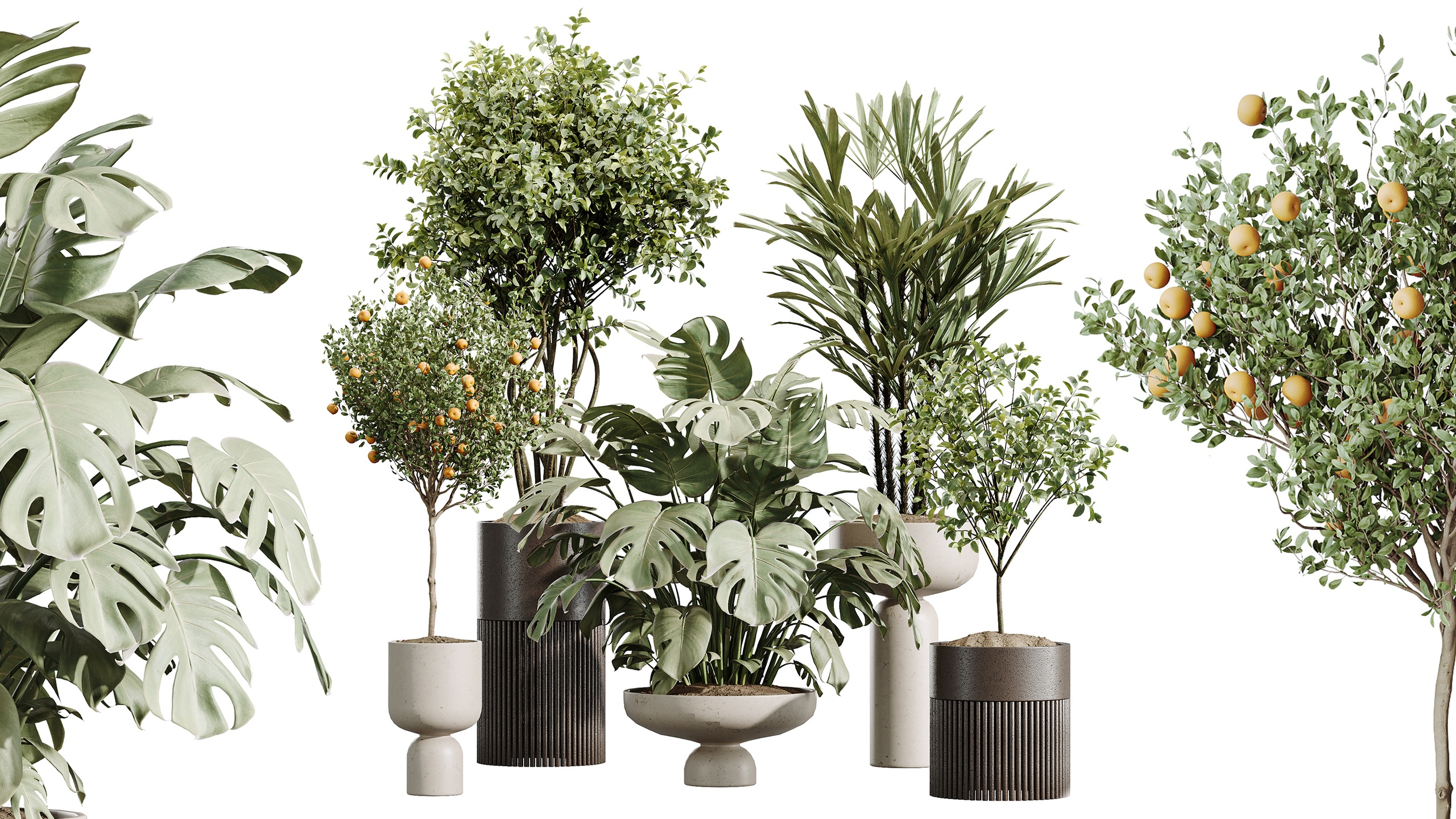 Media 1 for listing AV Indoor Plants Set 488 Olive Eucalyptus Palm Orange Tree