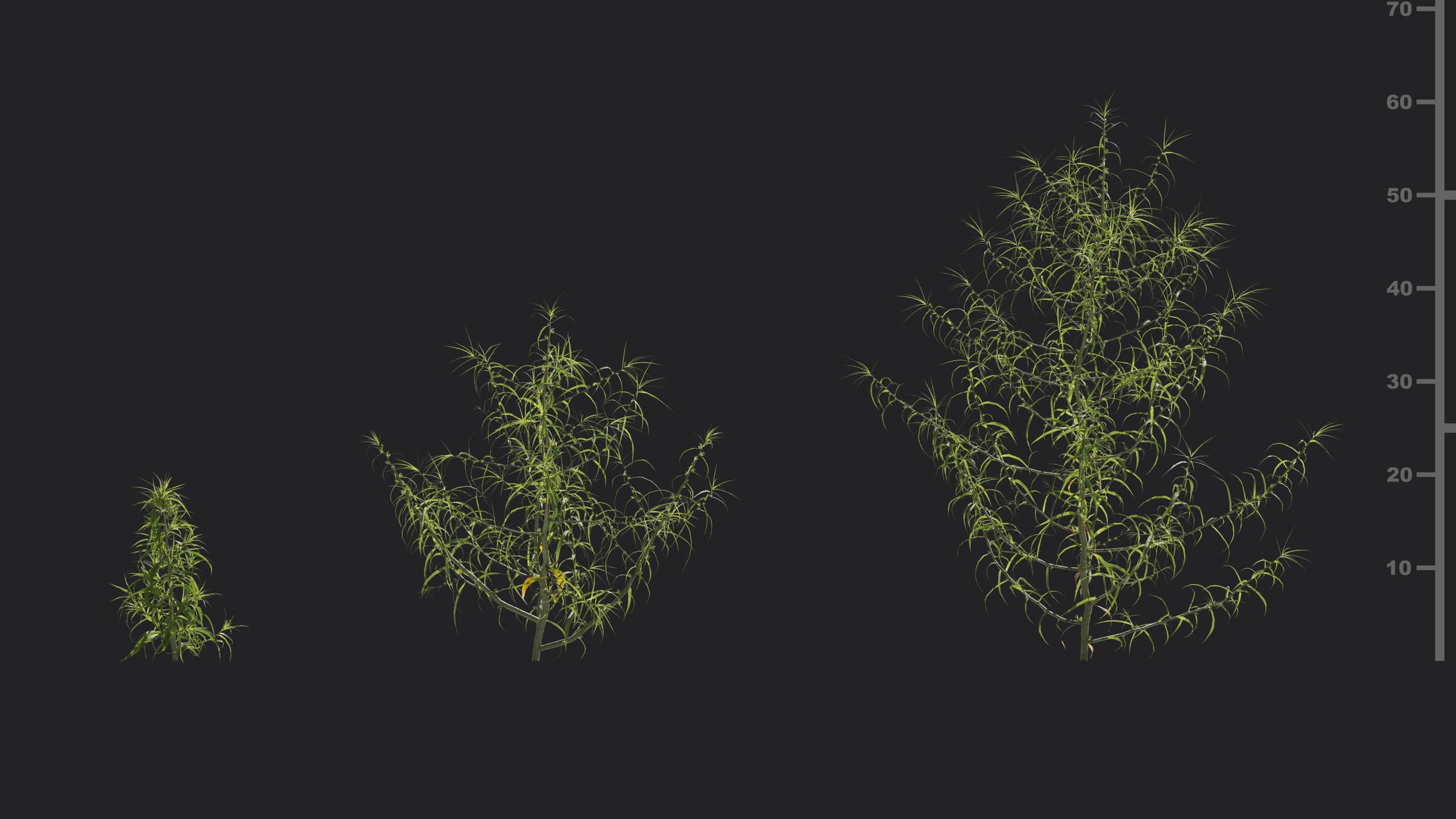 Media 1 for listing V180_Agriophyllum_pungens_01