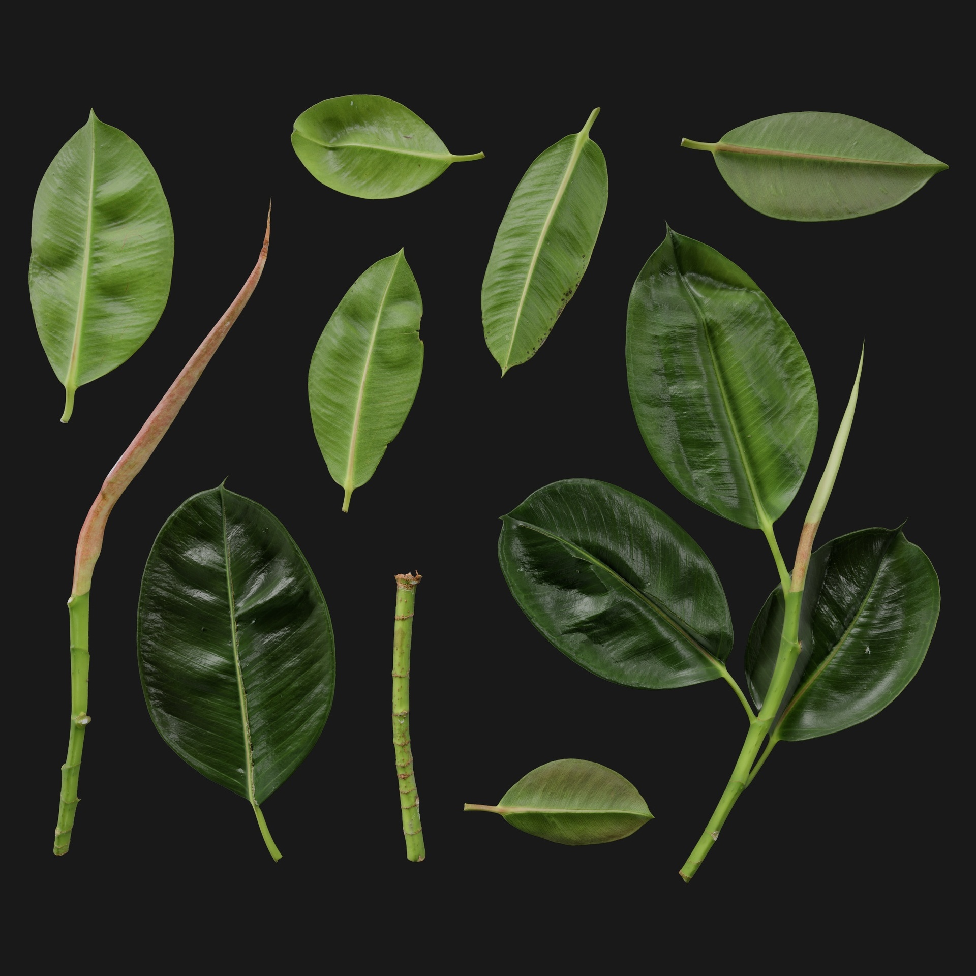 Media 1 for listing Ficus Elastica 01