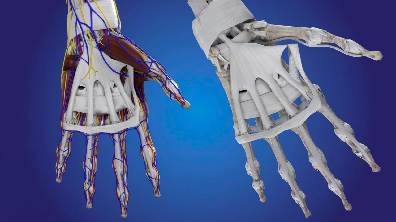 Media 1 for listing Male Anatomy High Quality (3D Model)