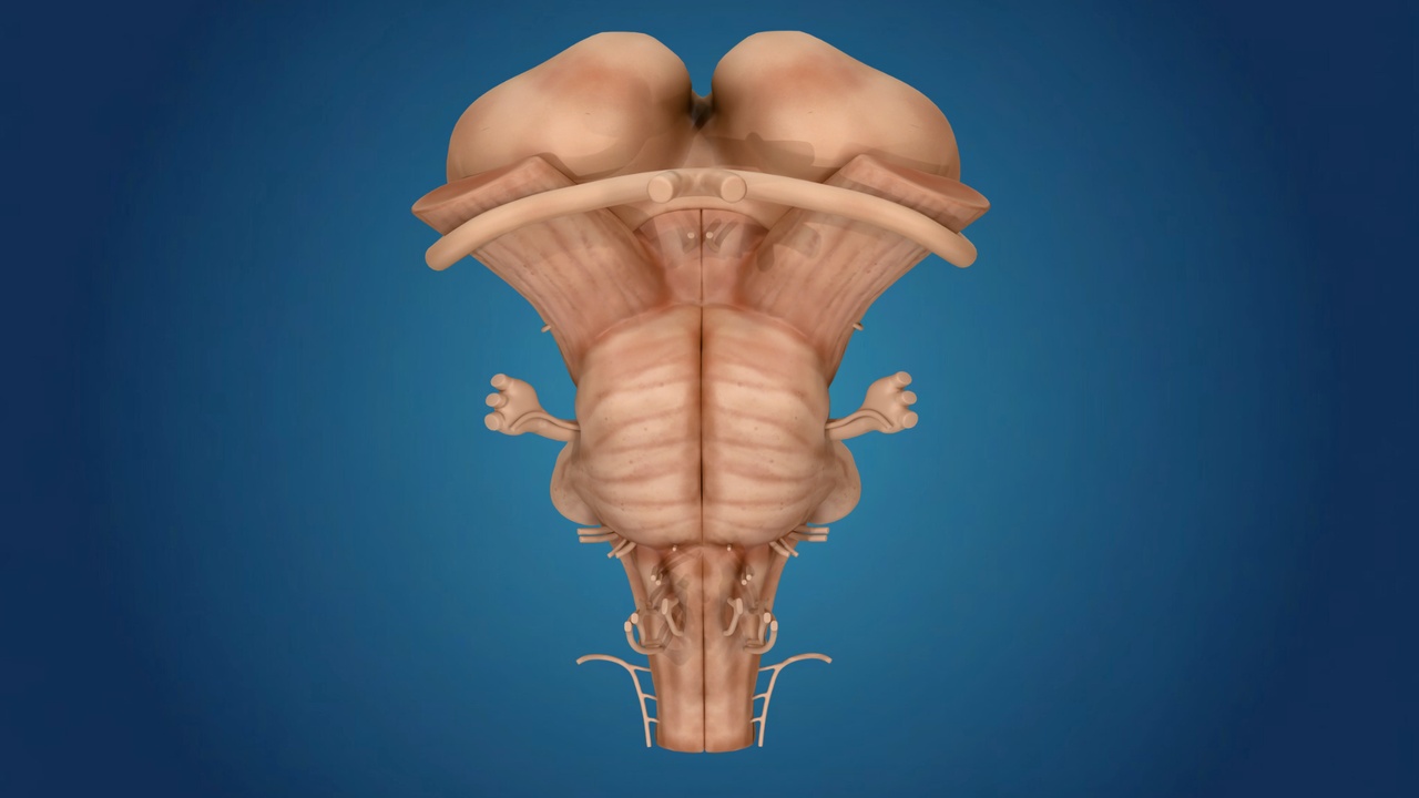 Media 1 for listing Human Brainstem and Thalamus Anatomy - Detailed (3D Model)