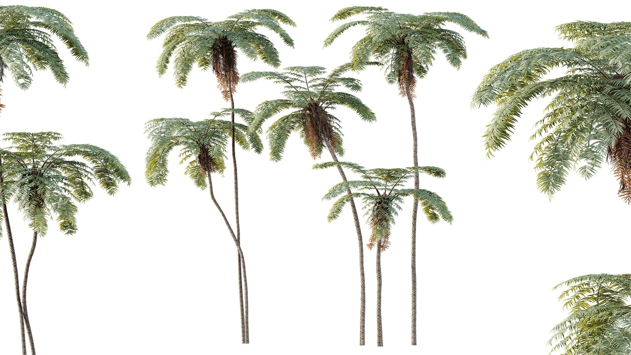 Media 1 for listing AV Plant Sphaeropteris Lepifera Palm Tree 01