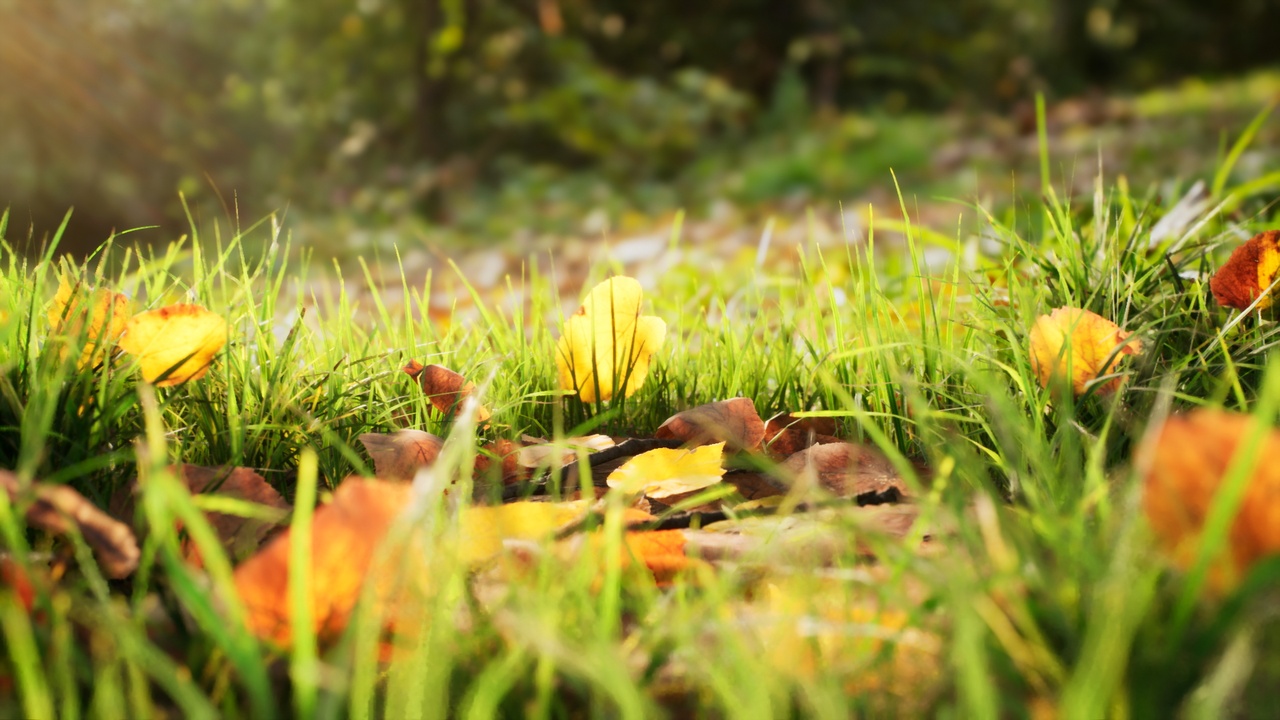 Media 1 for listing Broadleaf Undergrowth