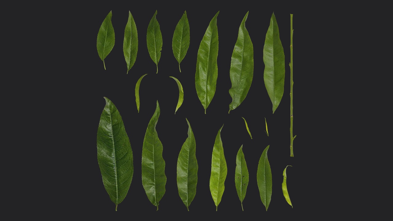 Media 1 for listing Peach - Prunus persica Leaf 01