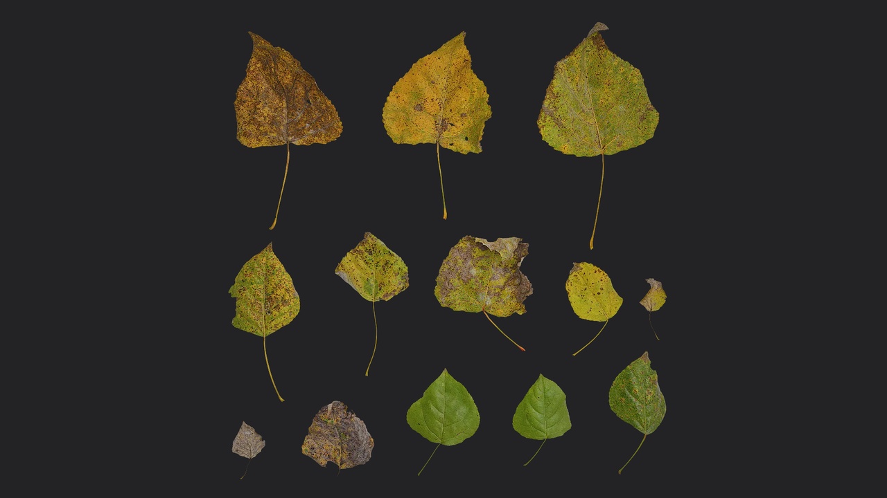 Media 1 for listing AD Populus Leaf 03