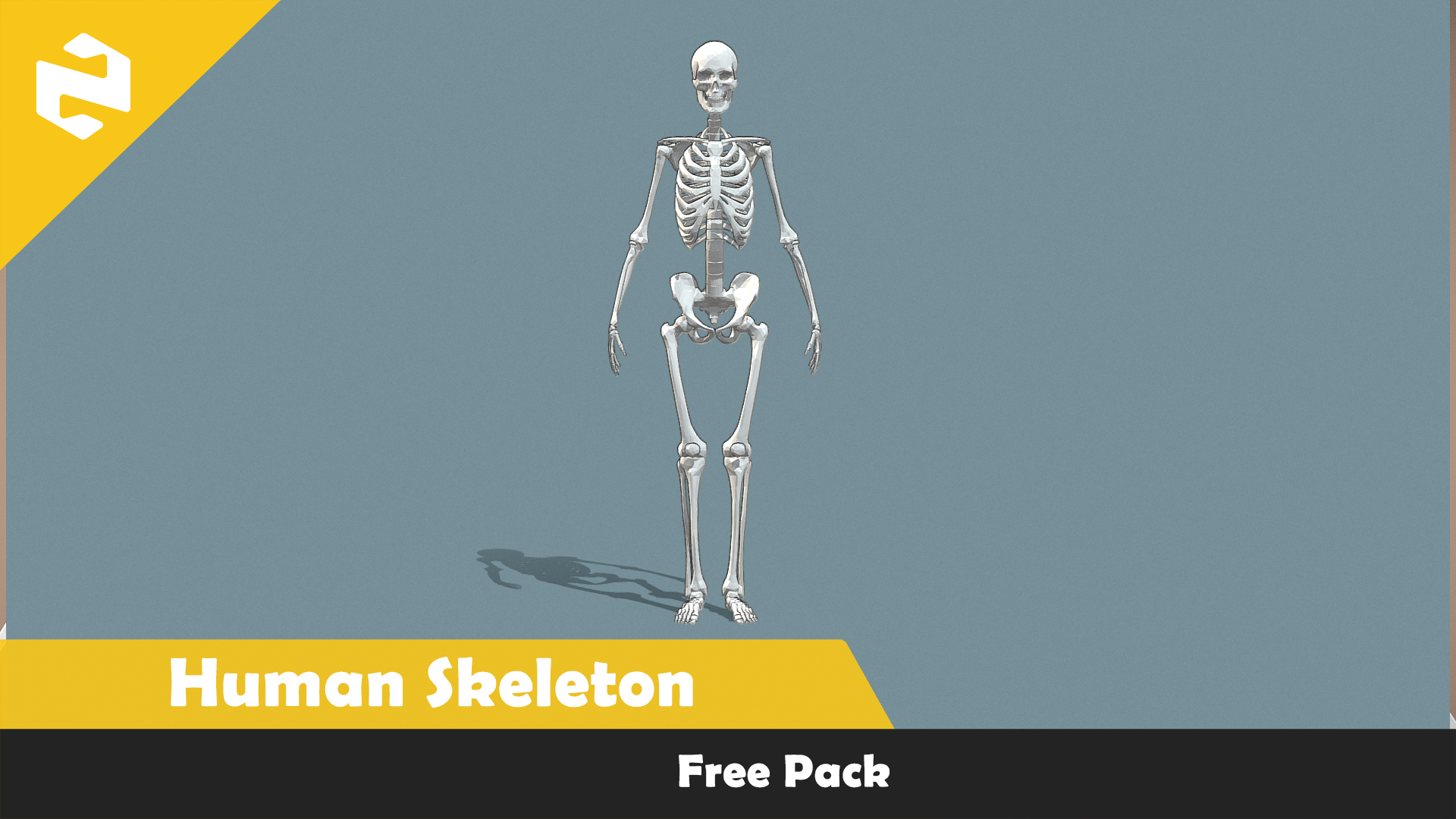 Free Pack - Human Skeleton | Fab