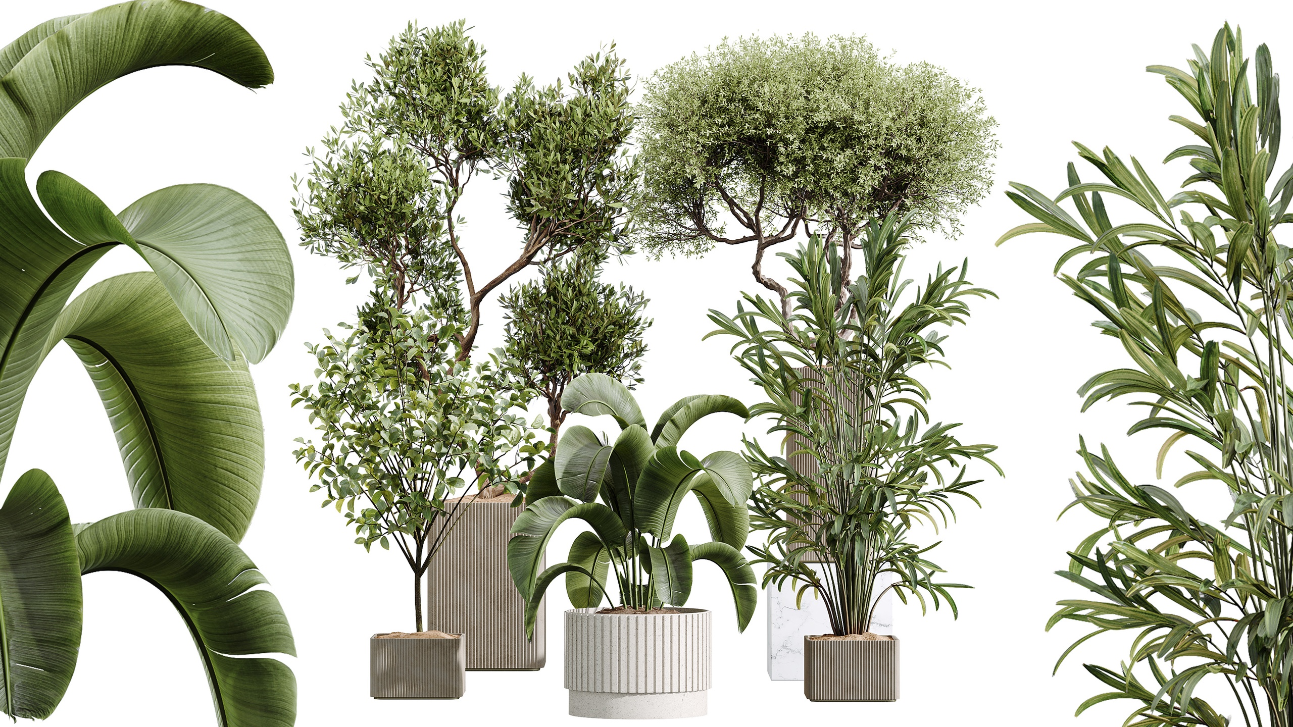 Media 1 for listing AV Indoor Plants Set 448 Areca Palm Ravenala Banana Olive Fig