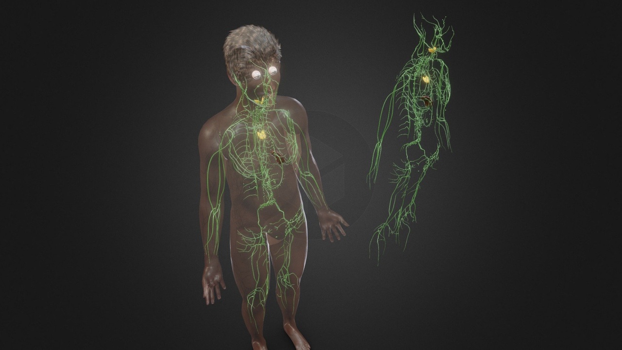Media 1 for listing Human Lymphatic System