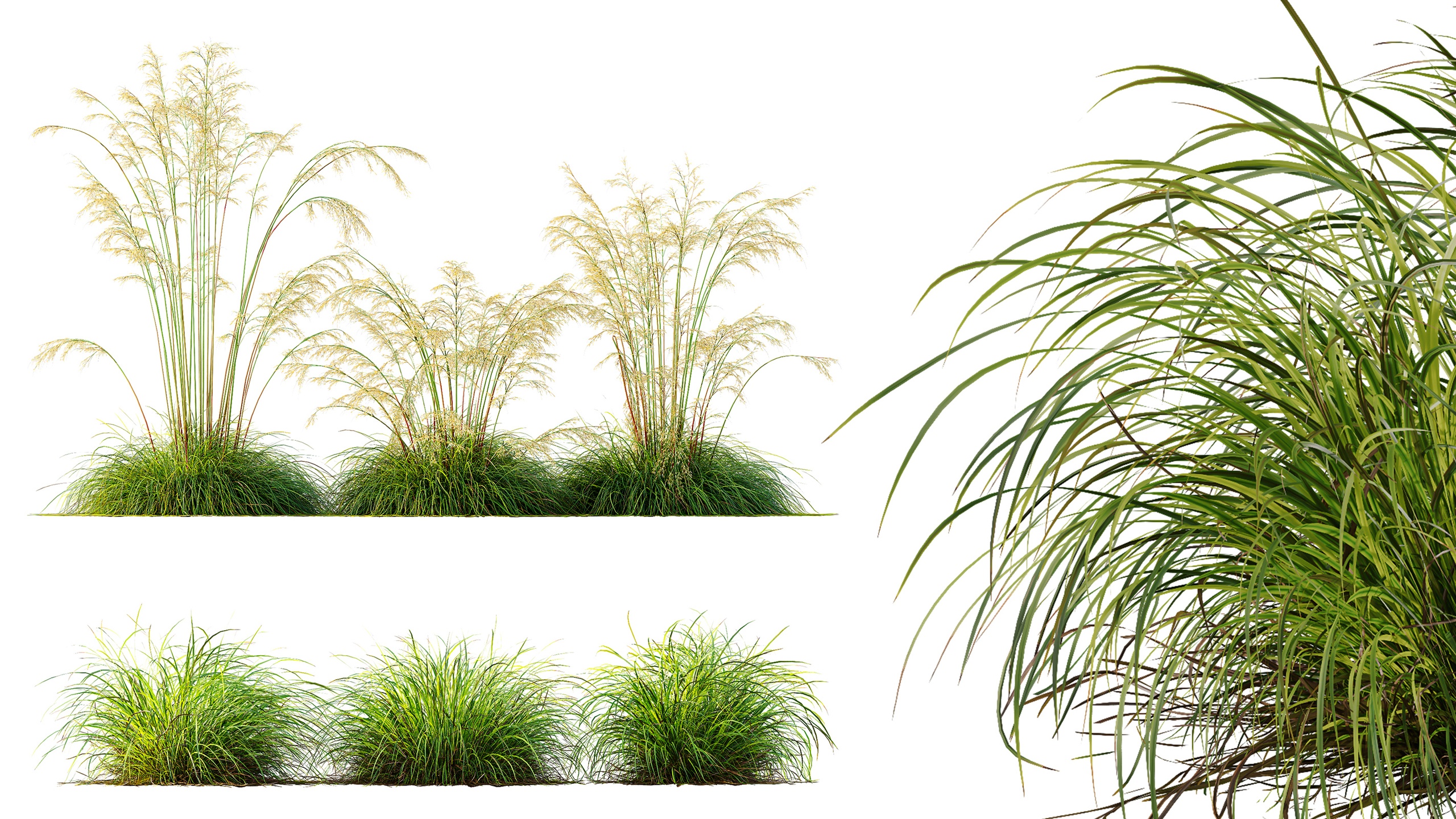 Media 1 for listing AV Celtica Gigantea Stipa Golden Oats and  Carex Elata Aurea Grass