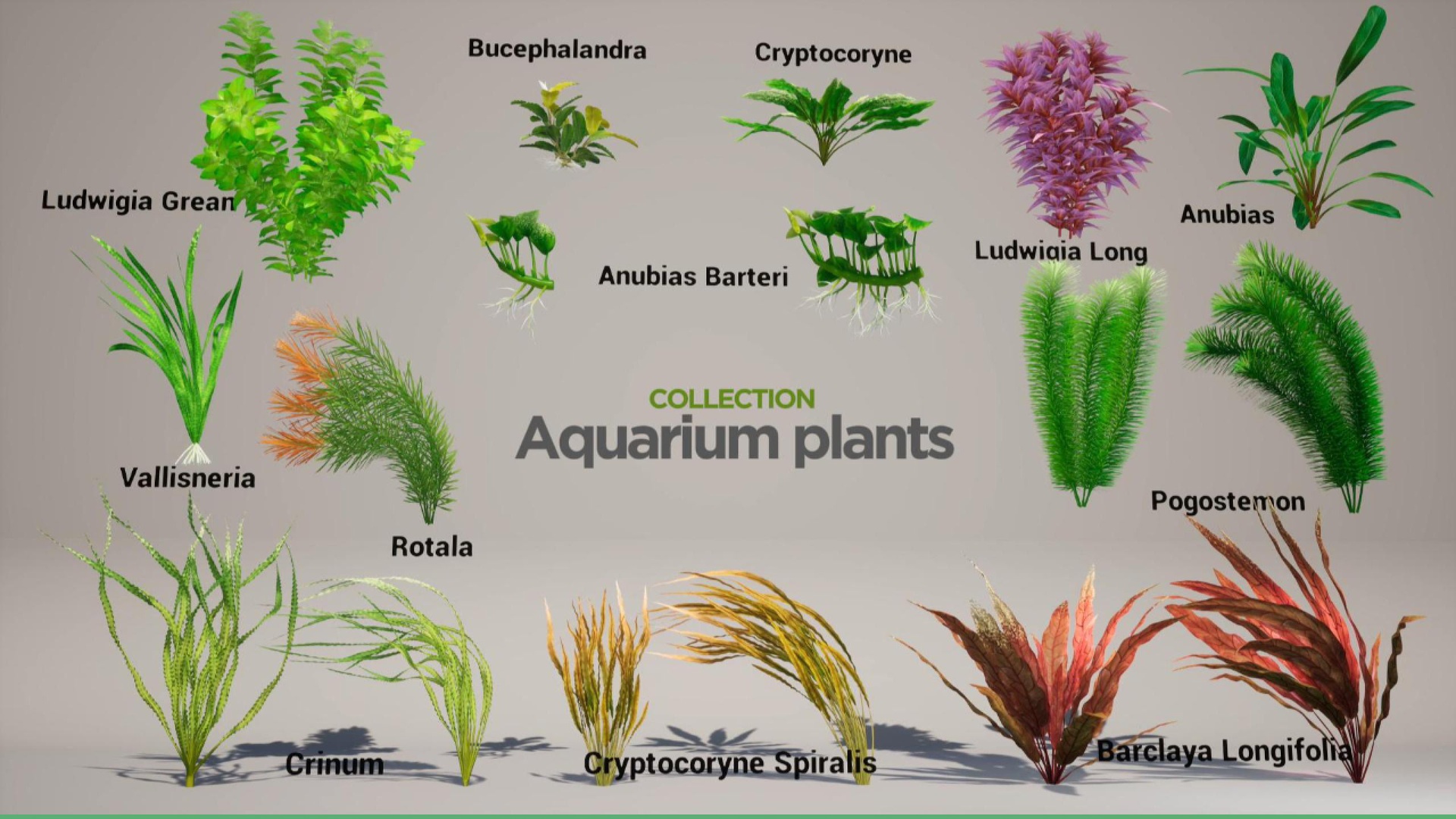 Média 1 pour l'article Aquarium Plants Collection