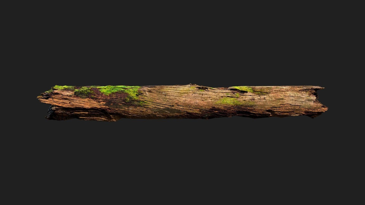Media 1 for listing Mossy Tree Log