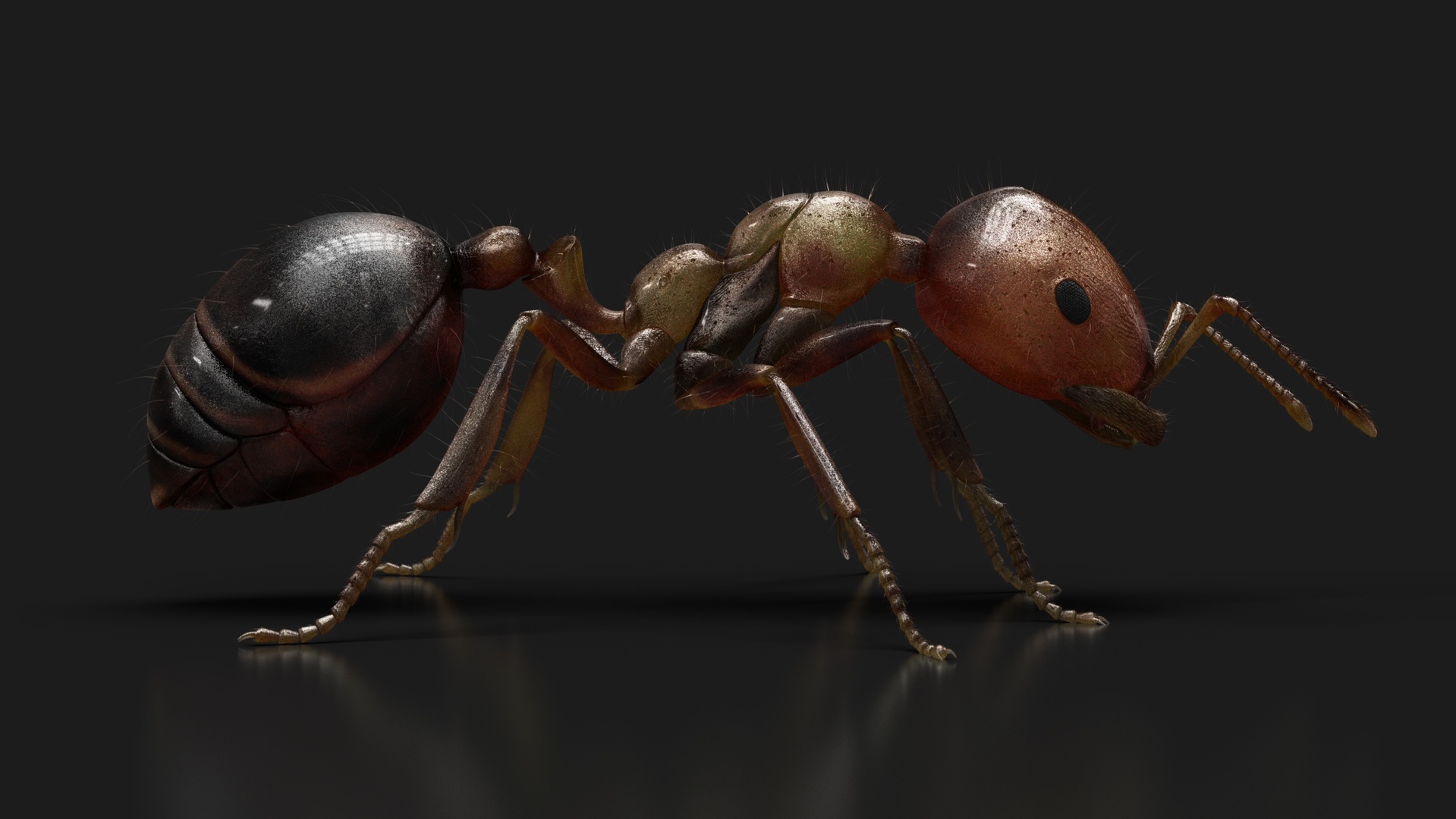 Ant (ANIMATED) Maya | Fab