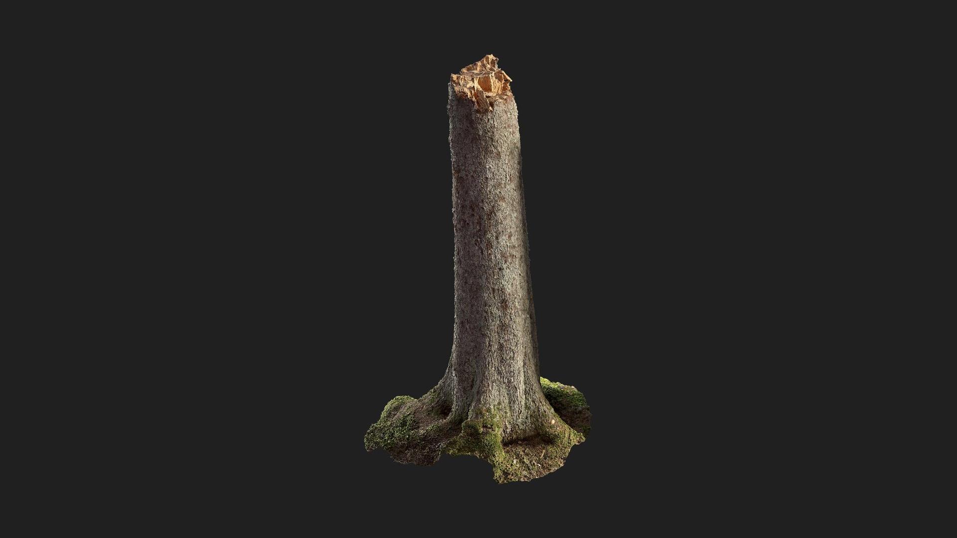 Spruce Tree Stump | Fab