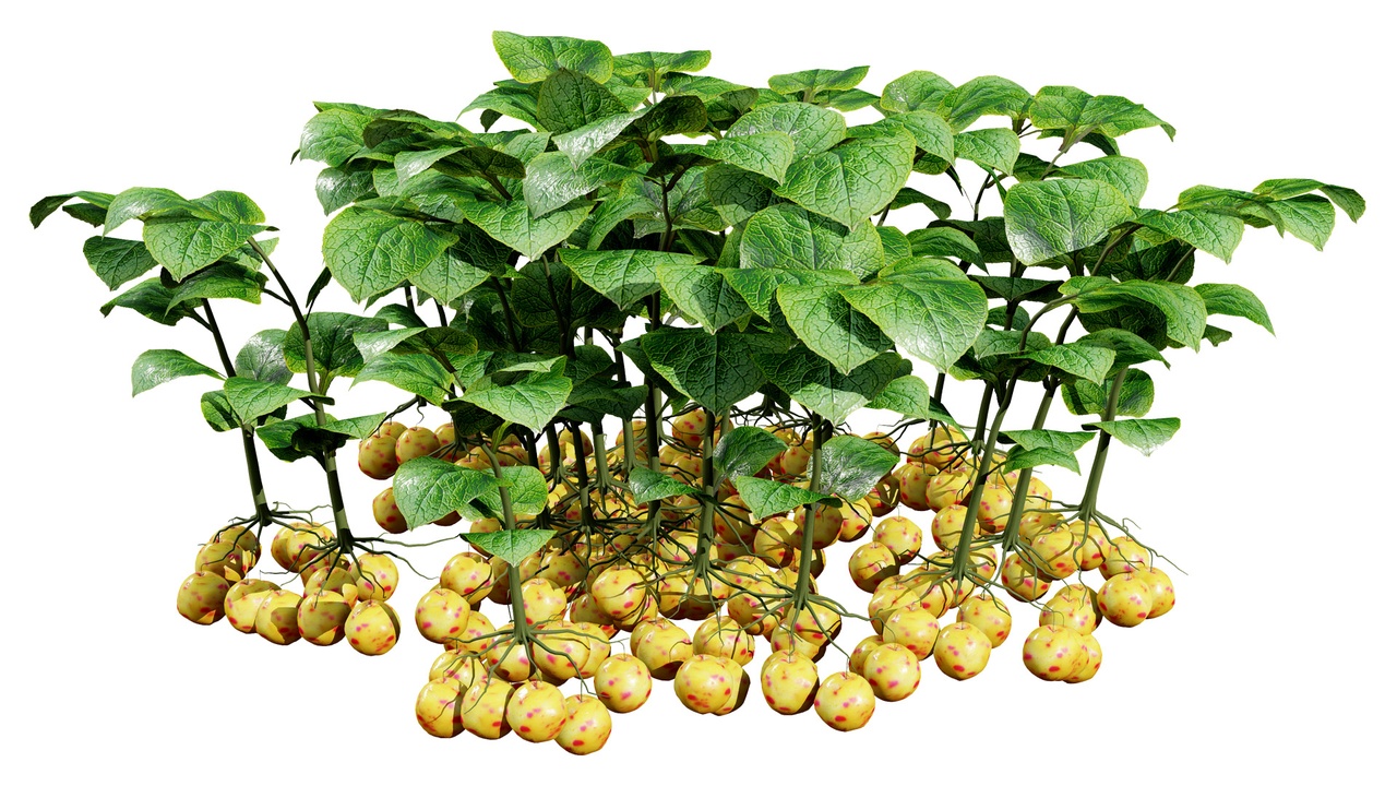 Media 1 for listing Ullucus Tuberosus Vegetable Plants
