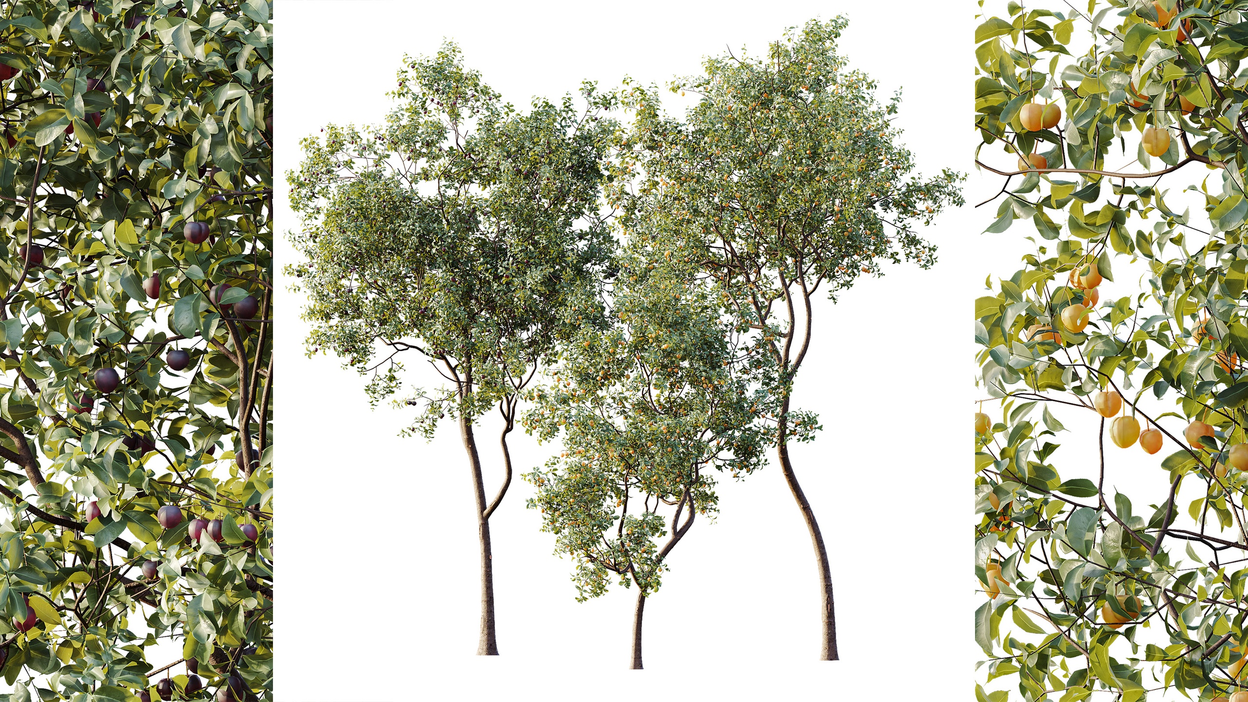 Media 1 for listing AV Plant Prunus Salicina Plum Pflaume Fruit Tree 01