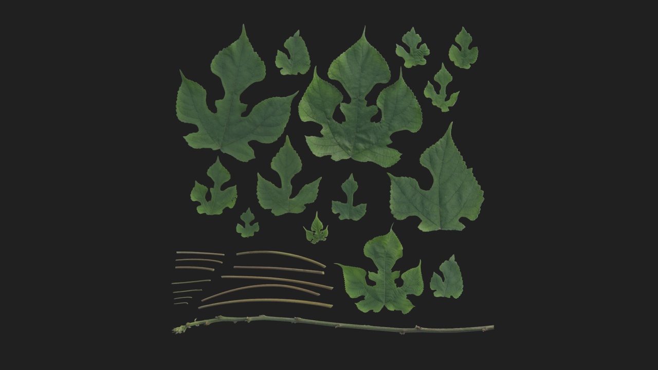 Media 1 for listing Paper Mulberry 01