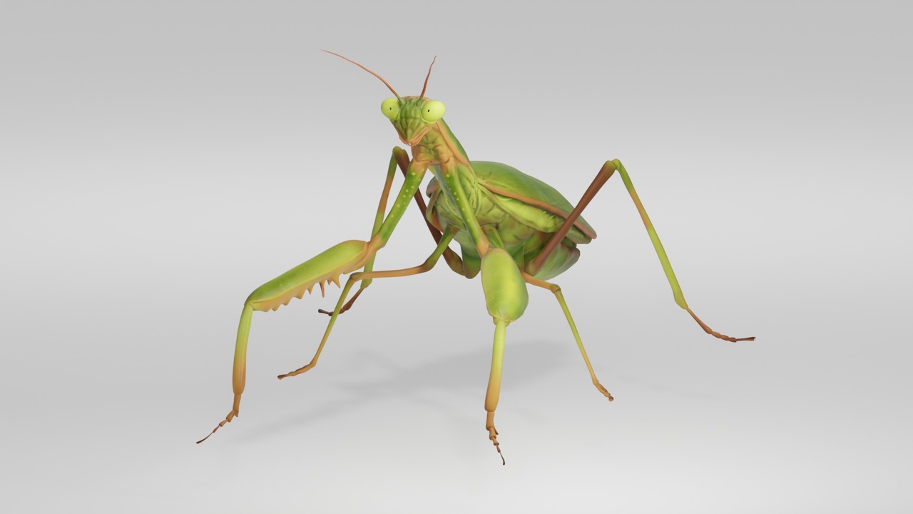 Media 1 for listing Realistic Praying Mantis Insect