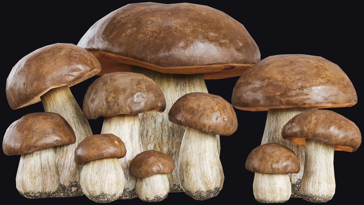 Media 1 for listing Porcini mushrooms