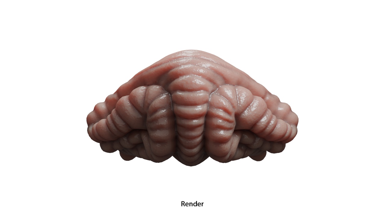 Media 1 for listing Dog Cerebellum Anatomy