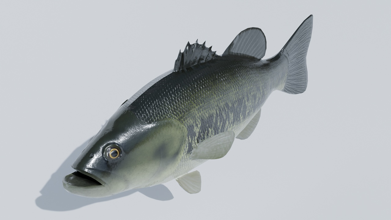 Media 1 for listing Largemouth Bass