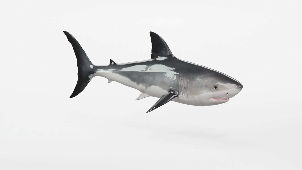 Media 1 for listing Realistic Great White Shark Rigged and Animated