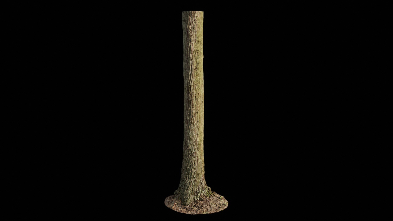 Media 1 for listing AD Cupressus funebris Trunk 04
