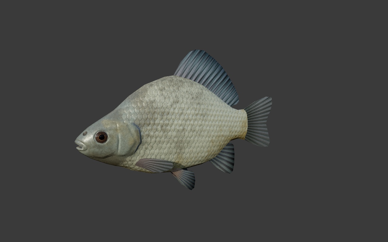 Media 1 for listing Crucian Carp