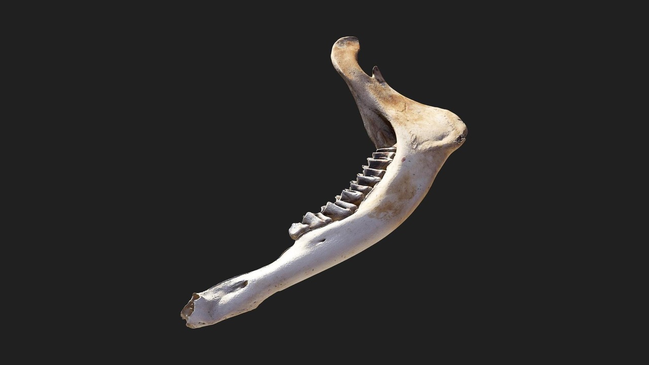 Media 1 for listing Animal Jaw Bone