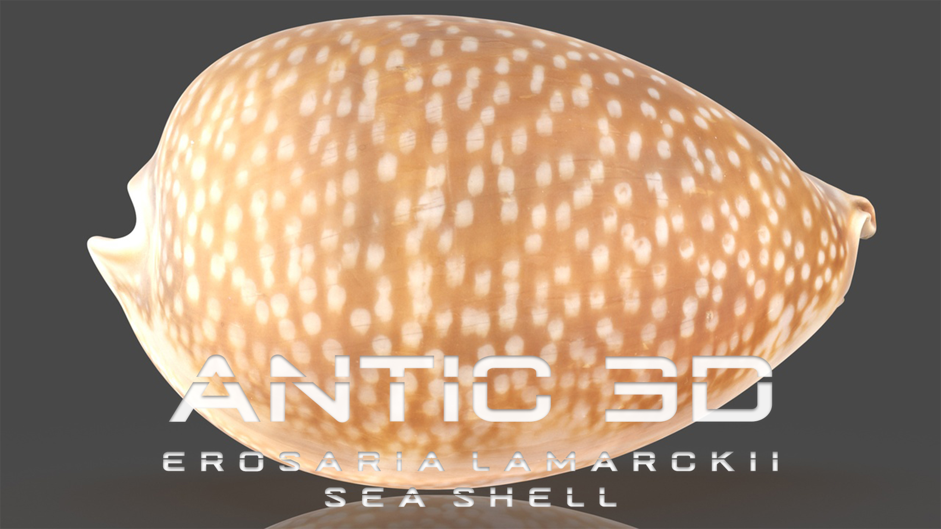 Erosaria Lamarckii Sea Shell | Fab