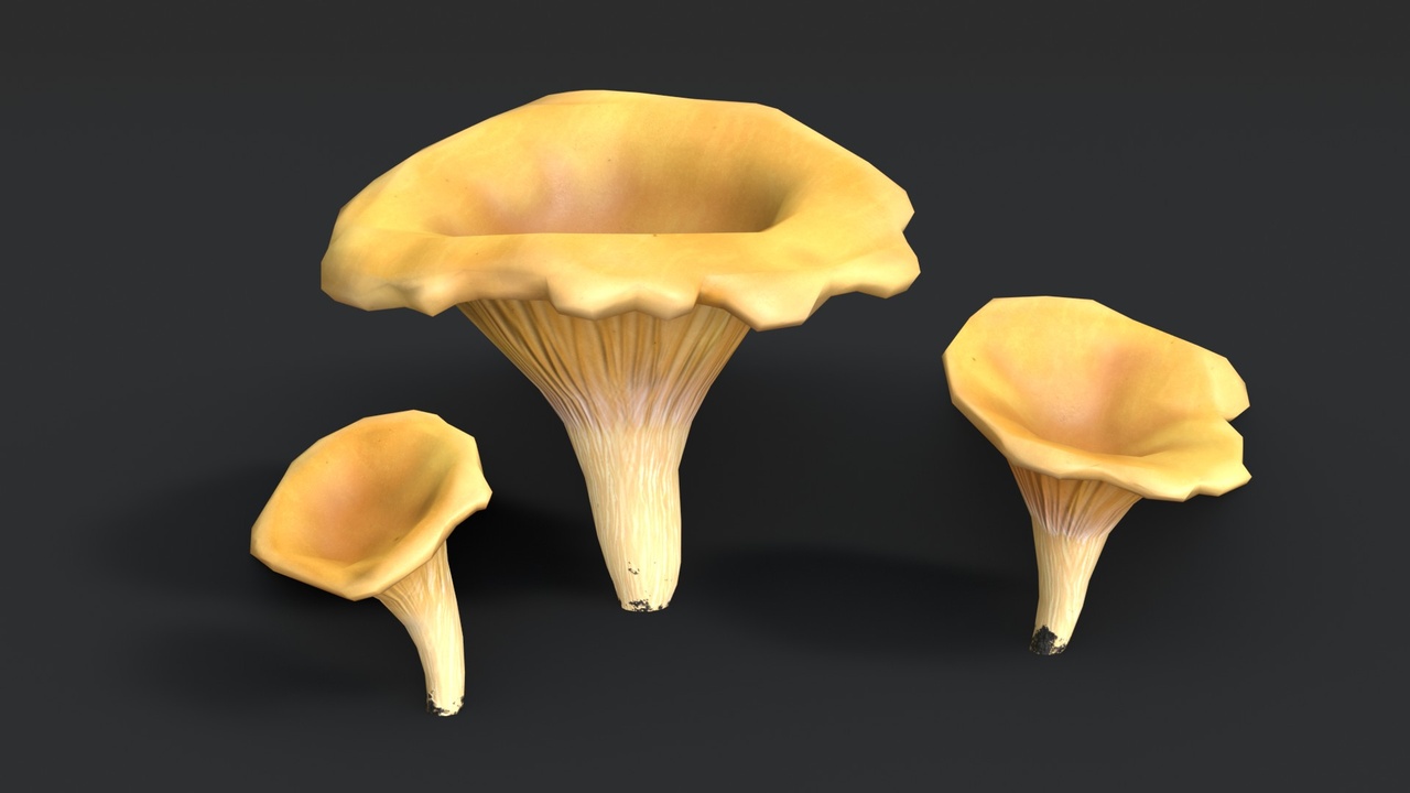 Media 1 for listing Golden Chanterelle Mushroom Set