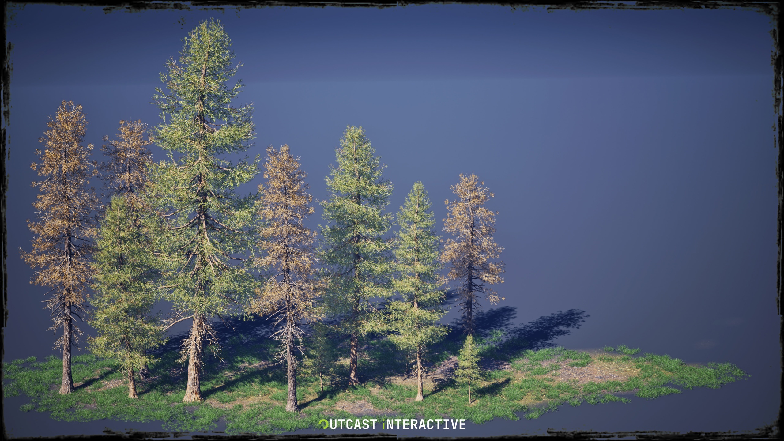 Media 1 for listing Foliage - Fir Trees