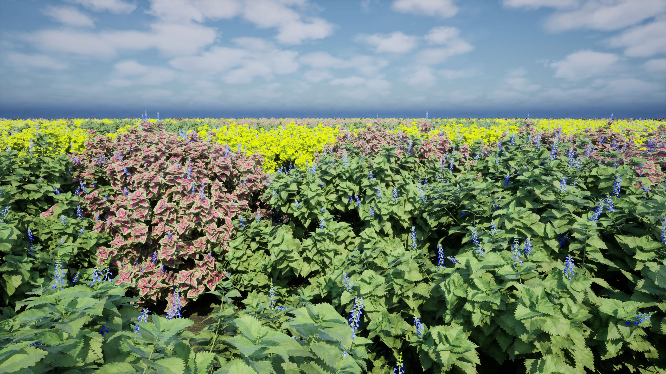 الوسائط 1 للقائمة Plectranthus Scutellarioides (Coleus) Plant