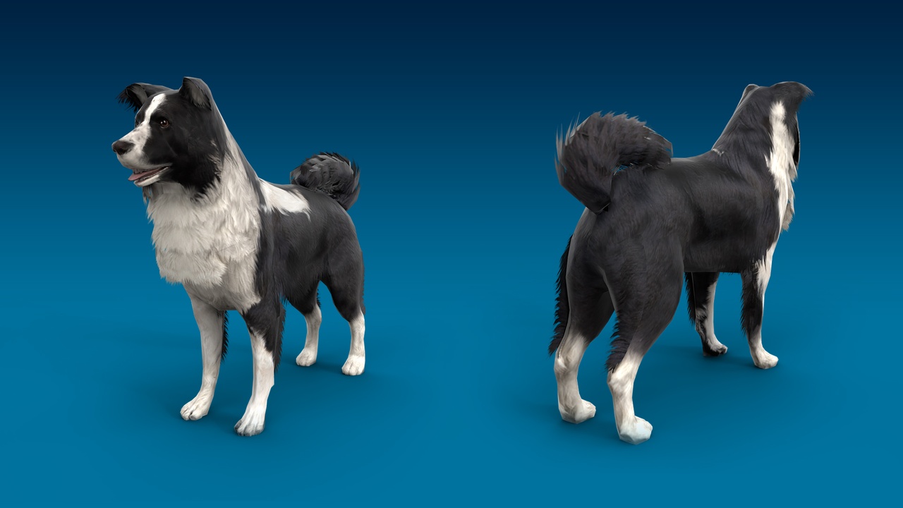 Media 1 for listing Border Collie 3D Dog Model