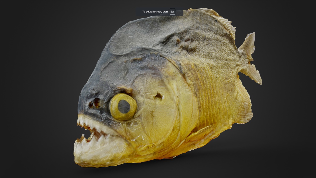Media 1 for listing Taxidermy Piranha Scan - Optimised