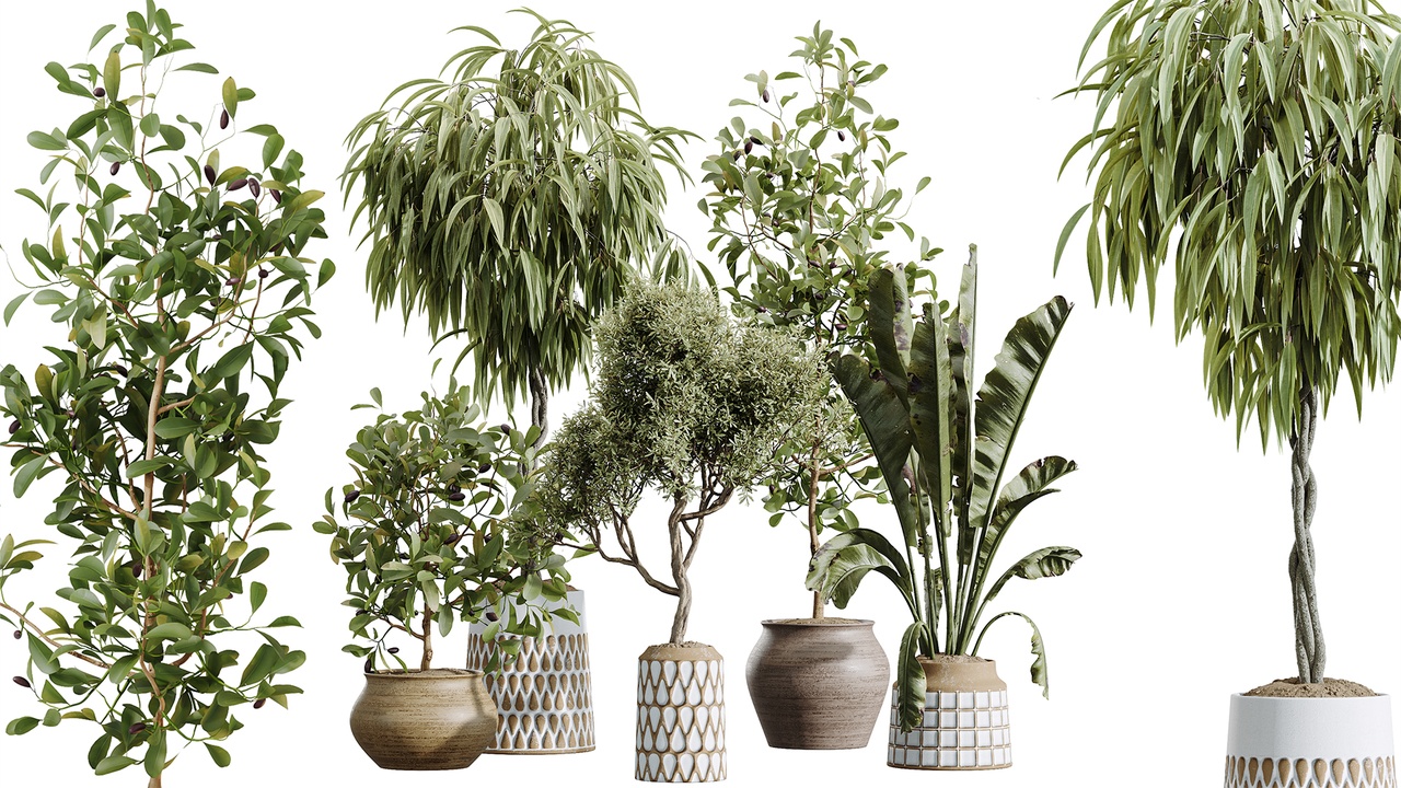 Media 1 for listing AV Indoor Plants Set 611 Banana Olive Briful Pachira Ficus Binnendijkii