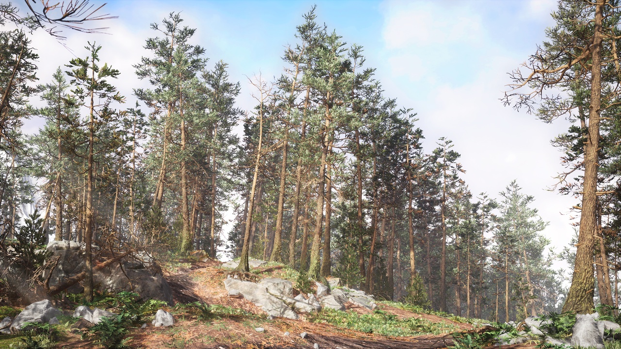 Media 1 for listing Rocky Pine Forest
