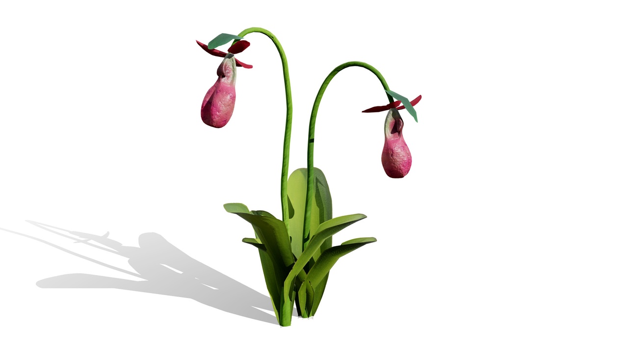 Media 1 for listing North American Wildflowers 03