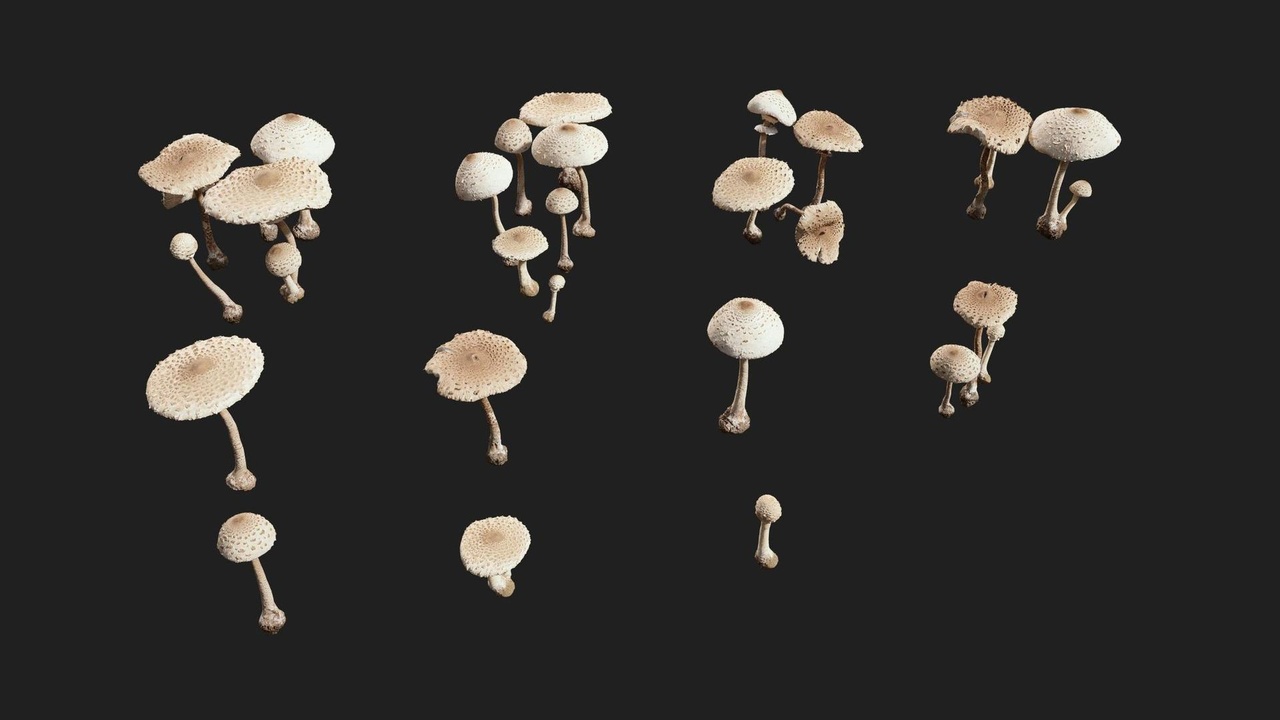 Media 1 for listing Forest American Wild Mushroom Set 02