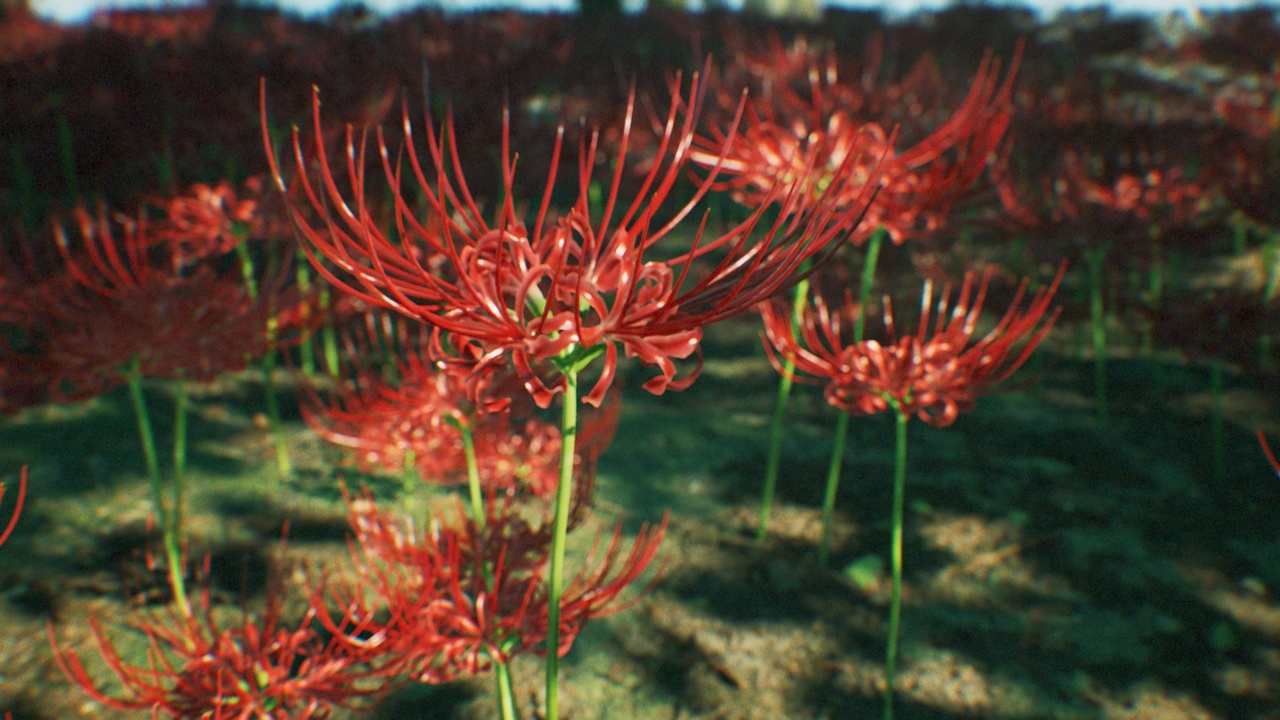 Media 1 for listing Spider lily, Cluster amaryllis