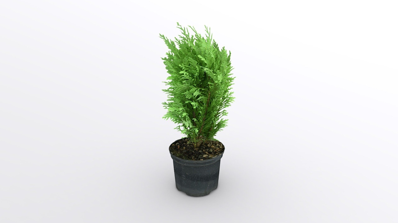 Media 1 for listing 100k Chamaecyparis Lawsoniana
