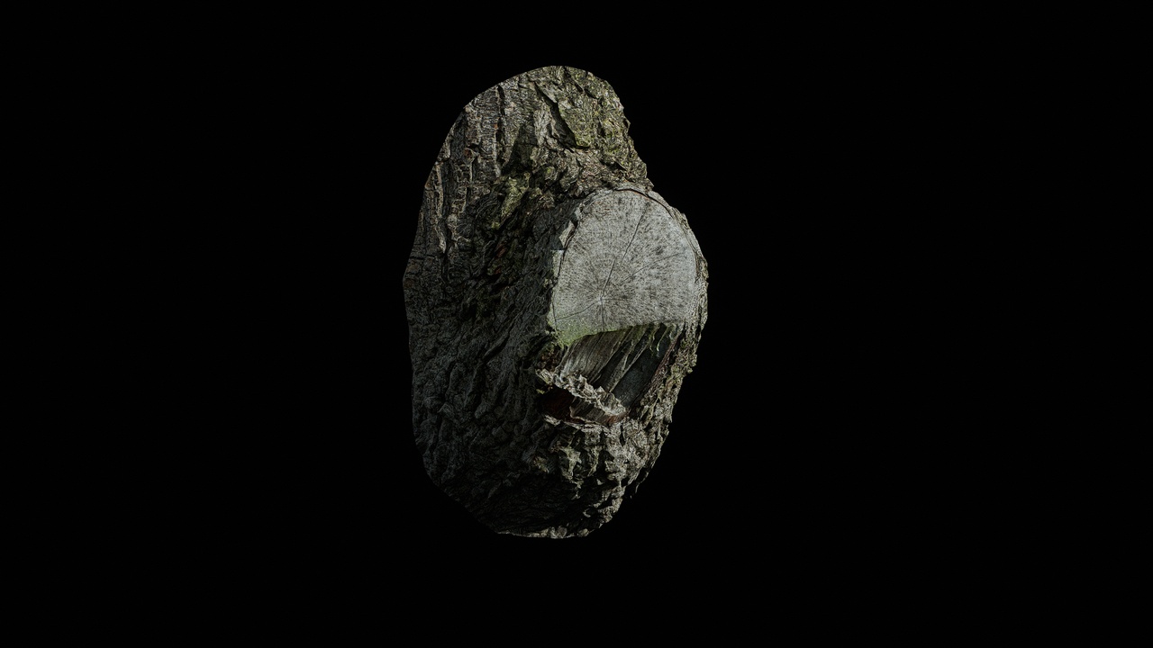 Media 1 for listing AD Populus x canadensis Burl 03