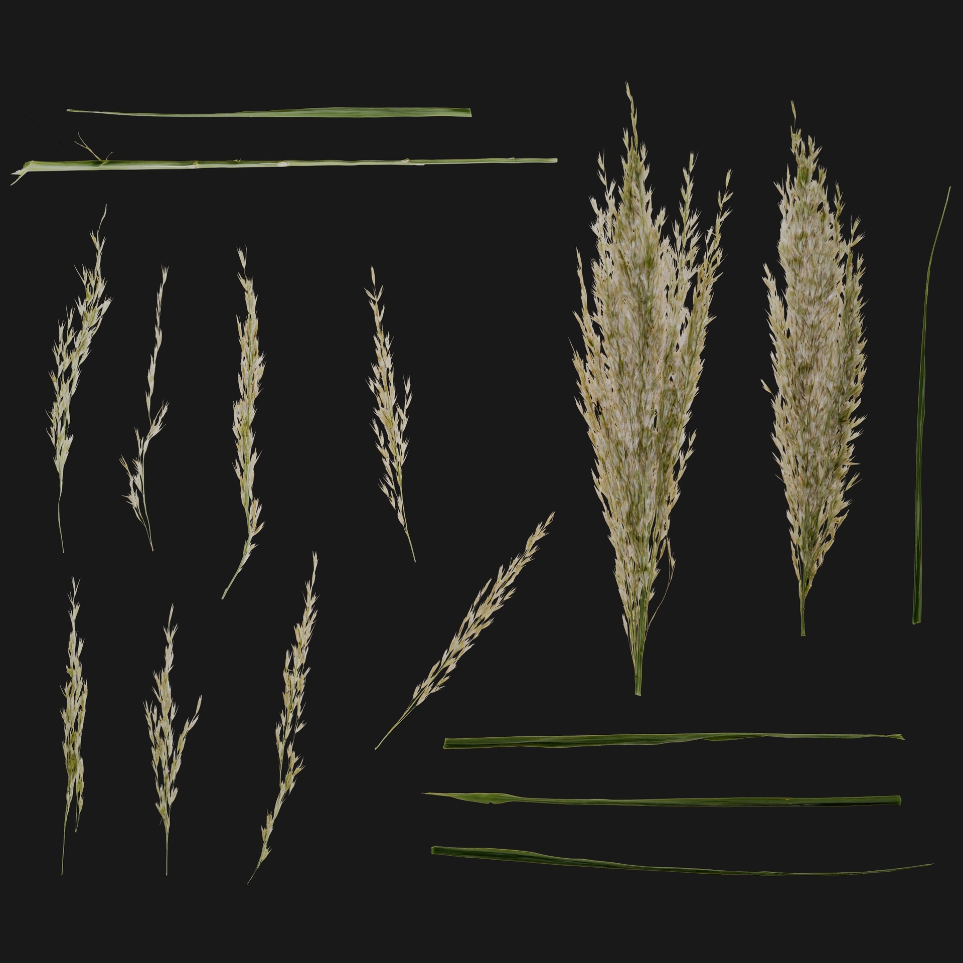 Media 1 for listing Arundo Donax 02