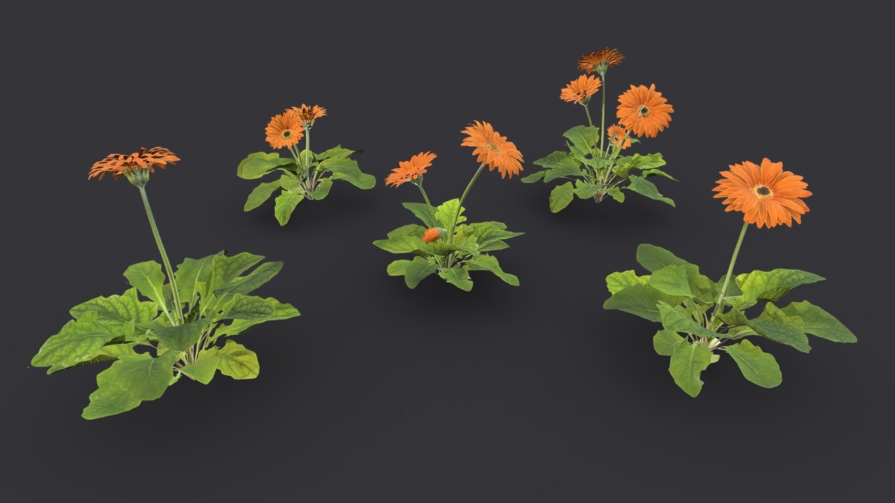 Media 1 for listing Group Of Orange Gerbera Flower Plants