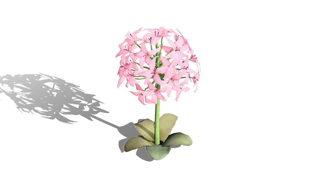 Media 1 for listing South African Candelabra Flower