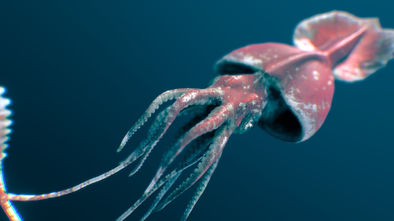 Media 1 for listing Colossal Squid