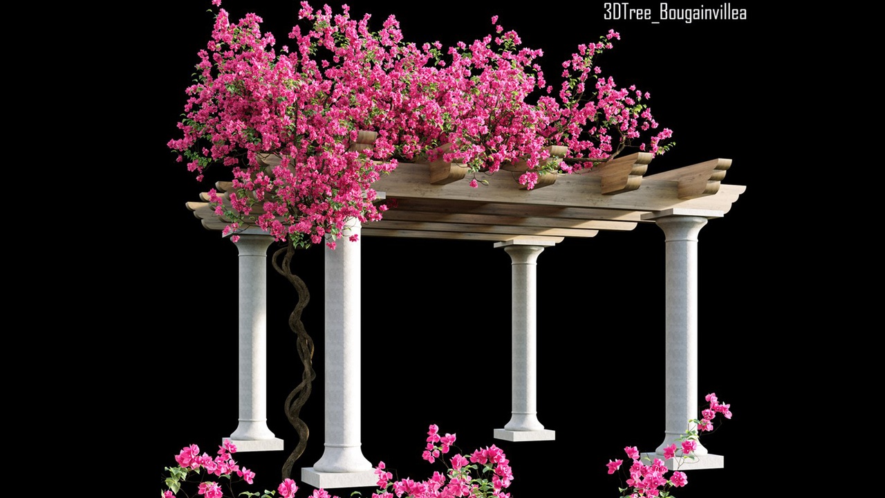 Media 1 for listing Bougainvillea 08