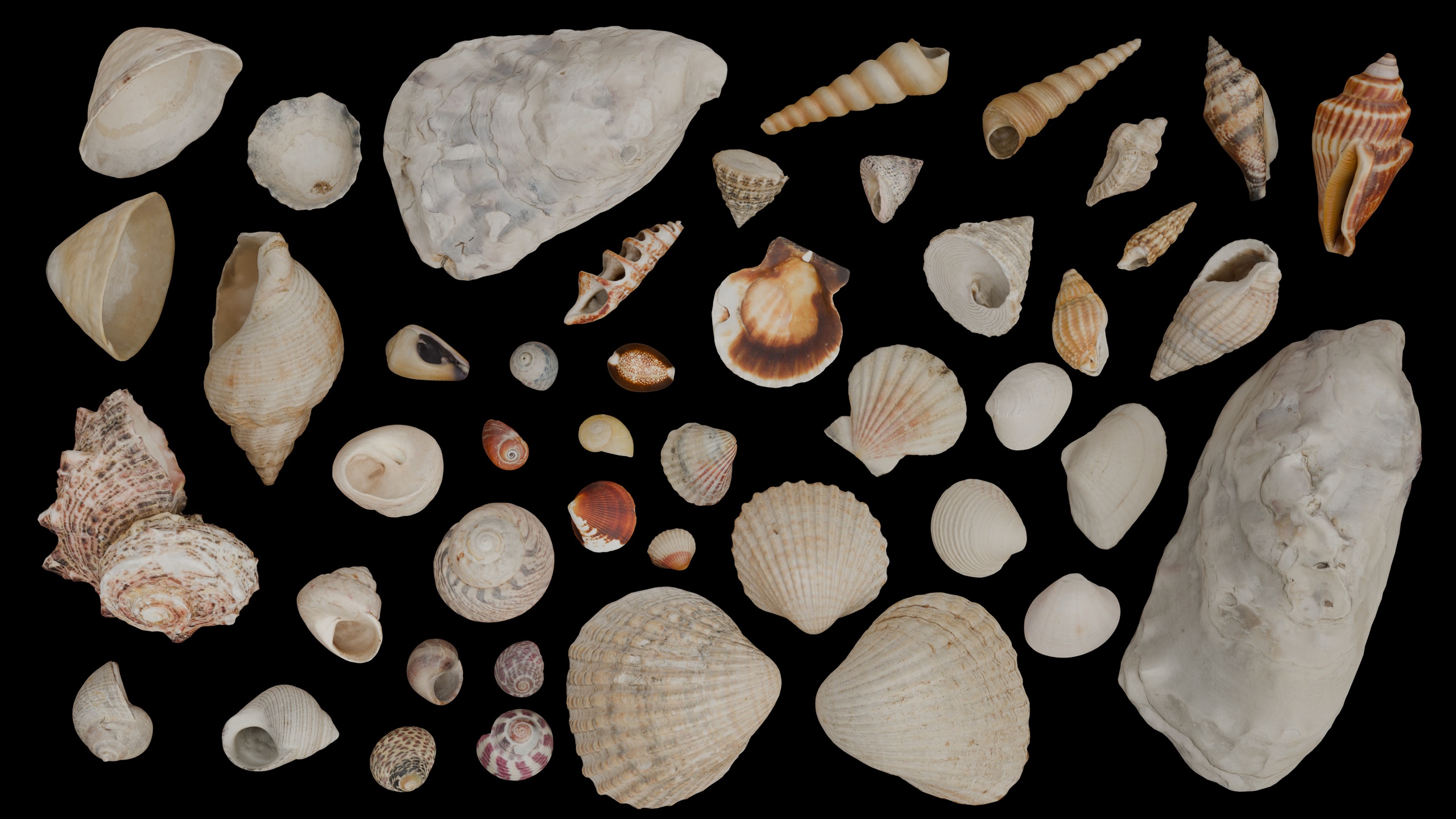 Media 1 for listing Seashell pack (45 shell scans)